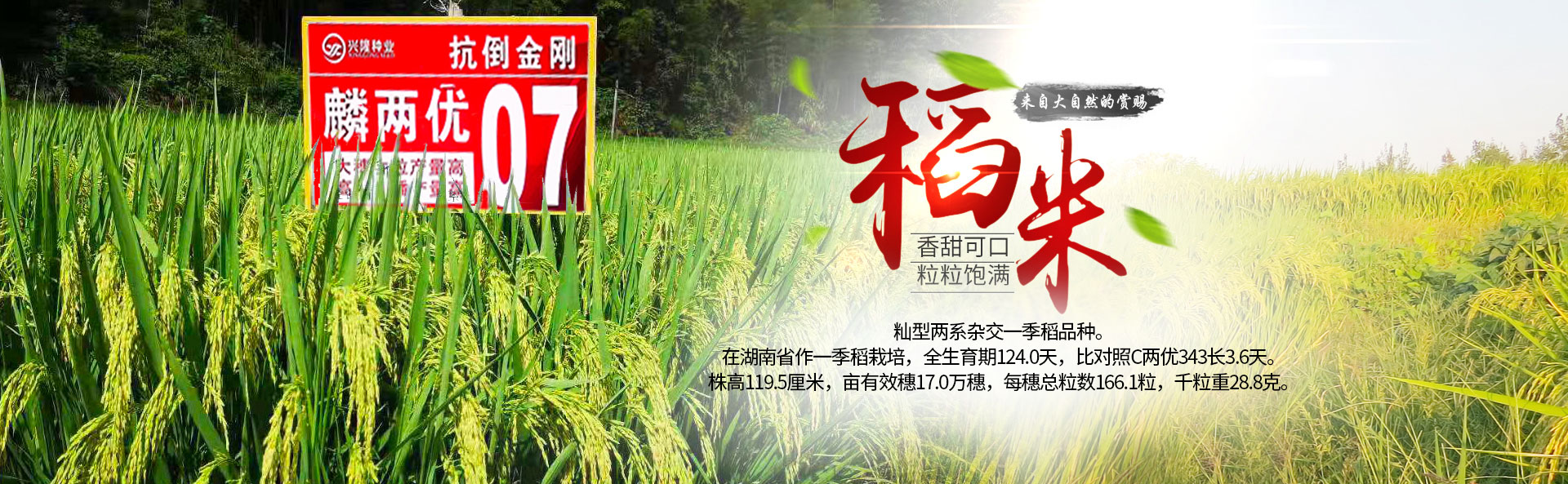 湖南凯发k8一触即发种业有限公司_长沙稻谷种植与销售|长沙农作物品种的选育